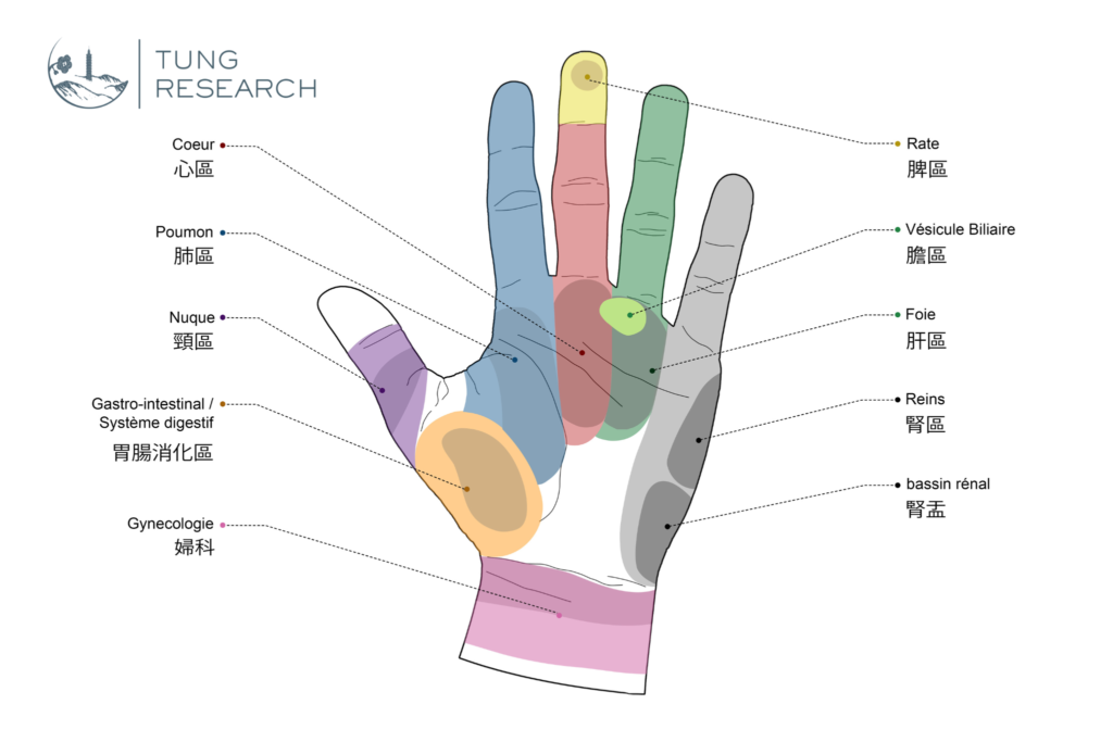 Illustration via une carte des points d'acupuncture Tung et de la technique de diagnostic palmaire par Nicolas Berger dans le cadre de la formation en acupuncture Tung